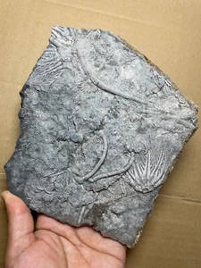780g Triassic Natural crinoid specimen Geologic rock - Picture 1 of 24