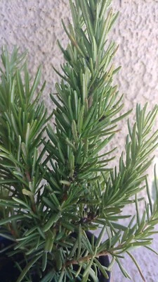 Medium sz. Rosemary  Plant, Live Shipped  bare root, Herb Garden apprx 8-9" tall - Image 1 of 4