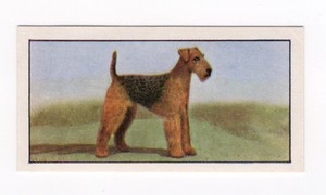 Barbers Tea Dog Card 1961. #17 Airedale Terrier