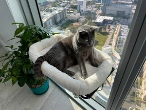 Purrfectly Cozy: Cat Window Perch, Window Cat Hammock, Cat Bed, Cat Window Seat - Picture 1 of 3