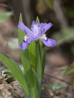 Arkansas Purple Crested Iris Flower Rhizomes Orris Root Carl Amason Zone 7-8 - Image 1 of 4