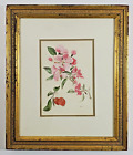 Orchidées botaniques peinture aquarelle originale Ann Gethen 8 x 10 avec cadre 10 x 12