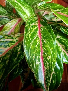 RARE XL Aglaonema Lao Nam Thong 19" Tall Multi Plants No Anthurium Philodendron - Picture 1 of 20
