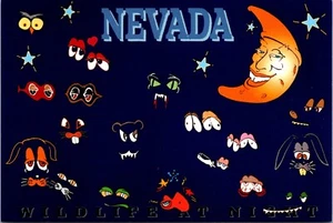 Nevada Wild Life All Night Continental Postcard - Picture 1 of 2
