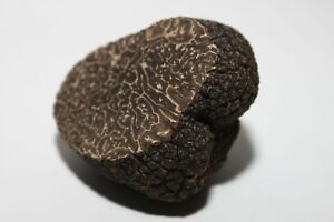  Mycélium de Truffe Noire - Kit de Culture Champignons - grow mushrooms kit