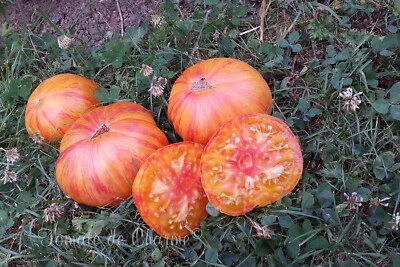 TOMATE DE CHARME 10 graines de tomate rare Lover's Lunch heirloom tomato seeds méth.bio