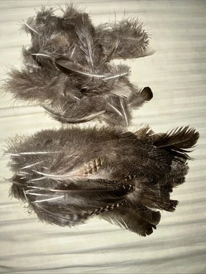 50+ Natural Peacock Feathers Uncut - Image 1 of 4