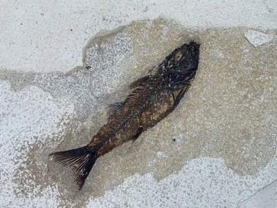 Large Fossil Fish Specimen Diplomystus sp Green River Formation, USA - Image 1 of 4