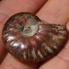 natural irisé ammonite madagascar stone ammolite facette spécimen fossile