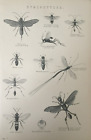 Antique Print Winged Insects Spider Wasp Cockroach Fly Dated C1870's Hymenoptera