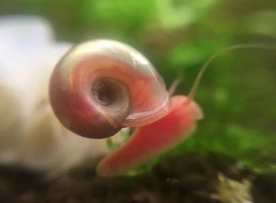 10 caracoles carnero leopardo rosa vivo para acuario/estanque de agua dulce Foto 1 de 4