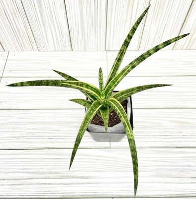Sansevieria Mandarina Variegada ¡Rara! Vendedor de plantas de Estados Unidos #816 Foto 1 de 4