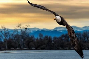 Bald Eagle Sunset - Picture 1 of 4