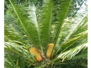 Cycad -Rare Encephalartos Hildebrandtii-seedlings - Picture 1 of 3
