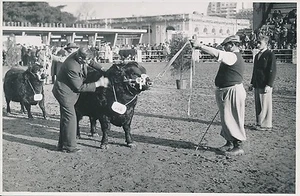 ARGENTINE c. 1952 - Concours Agricole Vaches, Chevaux, Boeufs  - P727 - Picture 1 of 2