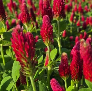 Crimson Clover Seeds – 150 Seeds – Bee & Beneficial Insect Attractant - Picture 1 of 1