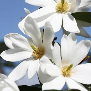 Magnolia 'Flower Fairy White' - Picture 1 of 1