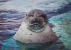 A1 | Sleepy Seal Poster Print 60 x 90cm 180gsm Wildlife Marine Wall Art #14503