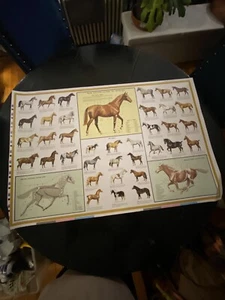 Rare 1963 Sam Savitt Guide To Horses Color Bar Proof Poster Print 35” x 23 1/2” - Picture 1 of 10