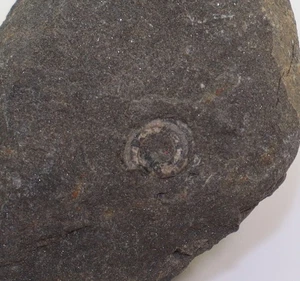 Schnecke, Euomphalus rennstiegensis, Perm, Zechstein, Eisenach, Deutschland-L725 - Picture 1 of 3