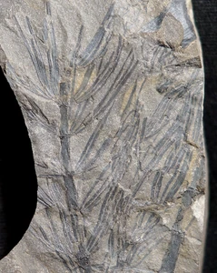 Ausgestorbene Calamit Blätter Pflanze Fossil Schachtelhalm Asterophyllites longifolius ! - Bild 1 von 8