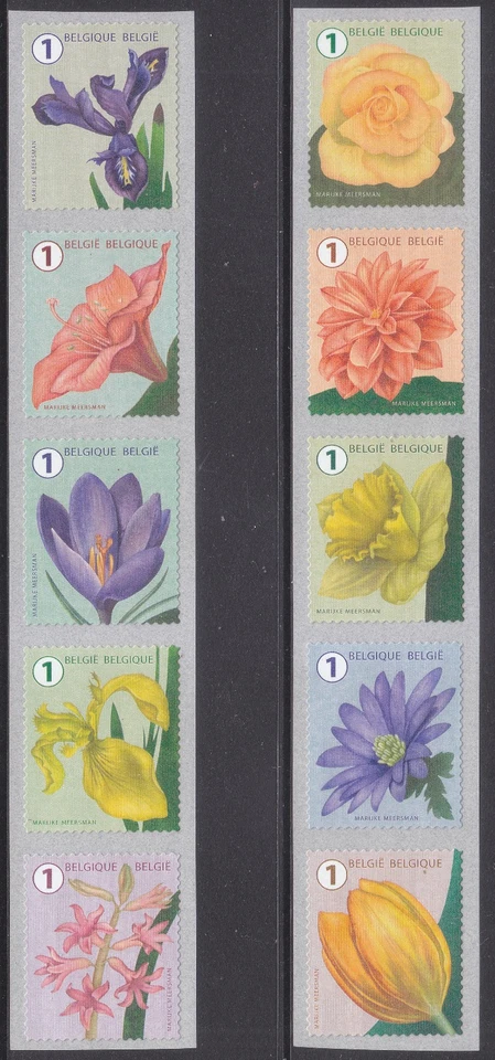 Bélgica 2016 (2016-09) Flores Foto 1 de 1