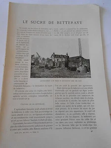 Le Sucre de Betterave 1903 Article de presse - Picture 1 of 1