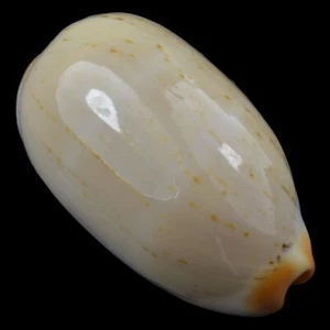 CYPRAEA (Luria) ISABELLA (Olango Isl., Philippines) 26.5mm #40605 - Picture 1 of 4