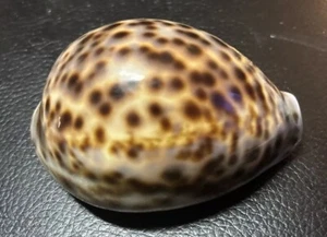 Tiger Cowrie Cypraea Tigris Leopard Pattern Seashell 3" Unique Line On Side - Picture 1 of 9