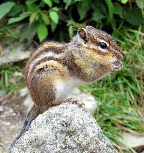 CHIPMUNK EATING 8X10 GLOSSY PHOTO PICTURE IMAGE #3 | eBay