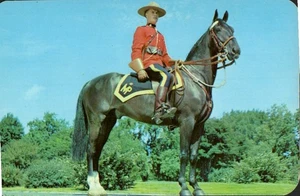 Postcard Chrome Royal Canadian Mounted Police Toronto Canada P2002 - Picture 1 of 2