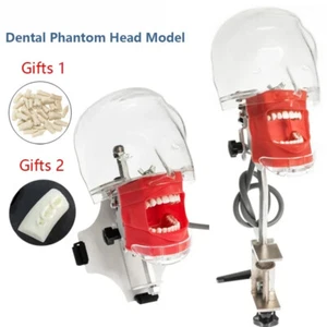 Dental Phantom Head with Teeth for Dentist Teaching Practice Training Apparatu - Picture 1 of 27