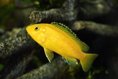 4 Yellow Lab Cichlids (Labidochromis caeruleus) - Image 1 of 3
