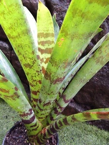 BROMELIAD Vriesea SPLENDENS - X Large Plant - Picture 1 of 8