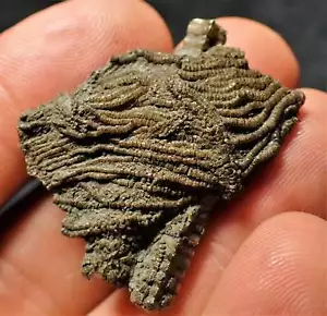 Detailed crinoid head fossil 35 mm Jurassic Coast Fossils Charmouth UK minerals - Picture 1 of 7
