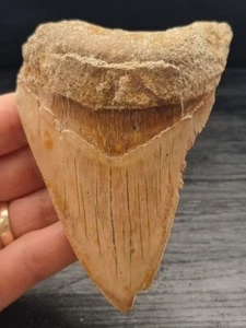 10,4 cm Zahn des Megalodon mit schöner Färbung aus Indonesien - Bild 1 von 9