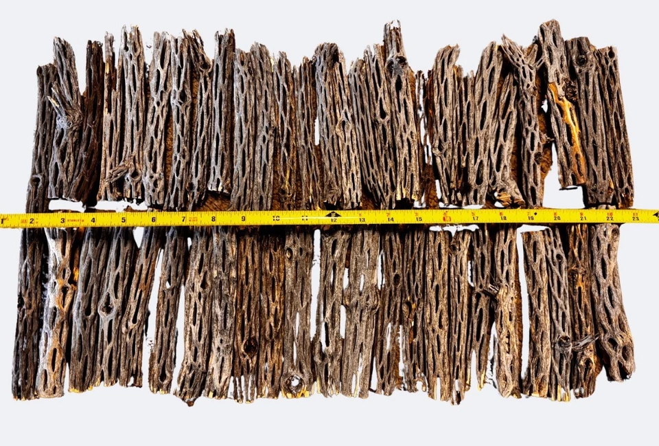 Lot Of 50 6” Cholla Pieces | Reptiles | Aquarium | Terrarium | Hermit Crabs - Image 1 of 1