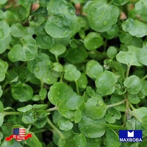 250 Watercress Cress Herb Seeds Non-GMO Heirloom Garden BTGO 75% OFF - Picture 1 of 3