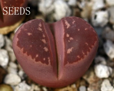 SEEDS - Lithops olivacea ‘Red Olive’ 15seeds - Image 1 of 3