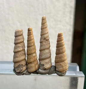 35 Carat Turritella Fossil any of several species gastropods snails - Picture 1 of 3