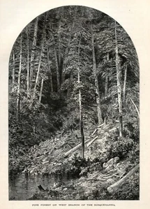 Pineta di Susquehanna, storica America Mid-Atlantica 1874 incisione su legno - Foto 1 di 4