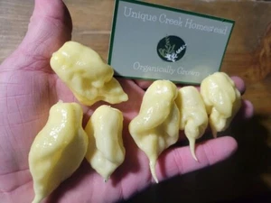 Semi biologici fantasma bianco scorpione Jays 800.000+ Scoville SHU - Foto 1 di 15