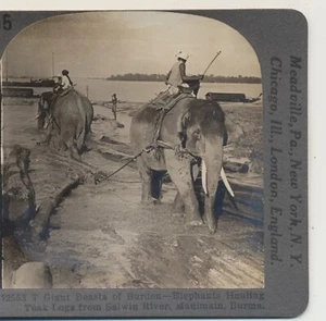 Elefanten schleppen Teakholzstämme aus Salwin River Maulmain Burma Stereoview c1900 - Bild 1 von 3