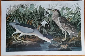 J.J. Audubon Amsterdam Edition Original Print Night Heron - 1971 - Picture 1 of 2