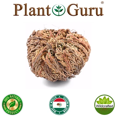 Jericho Flower - 1 Pack - Rose of Jericho, Resurrection Flower, Whole Dried Herb