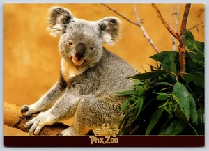 Postcard Koala Bear Phoenix Zoo Arizona Phascolarctos cinereus - Picture 1 of 2