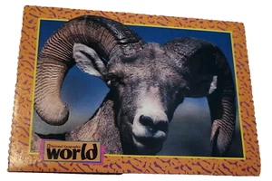 1993 National Geographic World Trading Card Bighorn Sheep (H6 - Picture 1 of 2