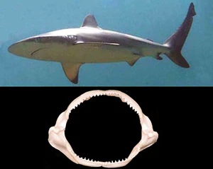 Mascella Bocca Squalo Bruno Carcharhinus obscurus Pescecani Pesci Cartilaginei - Foto 1 di 4