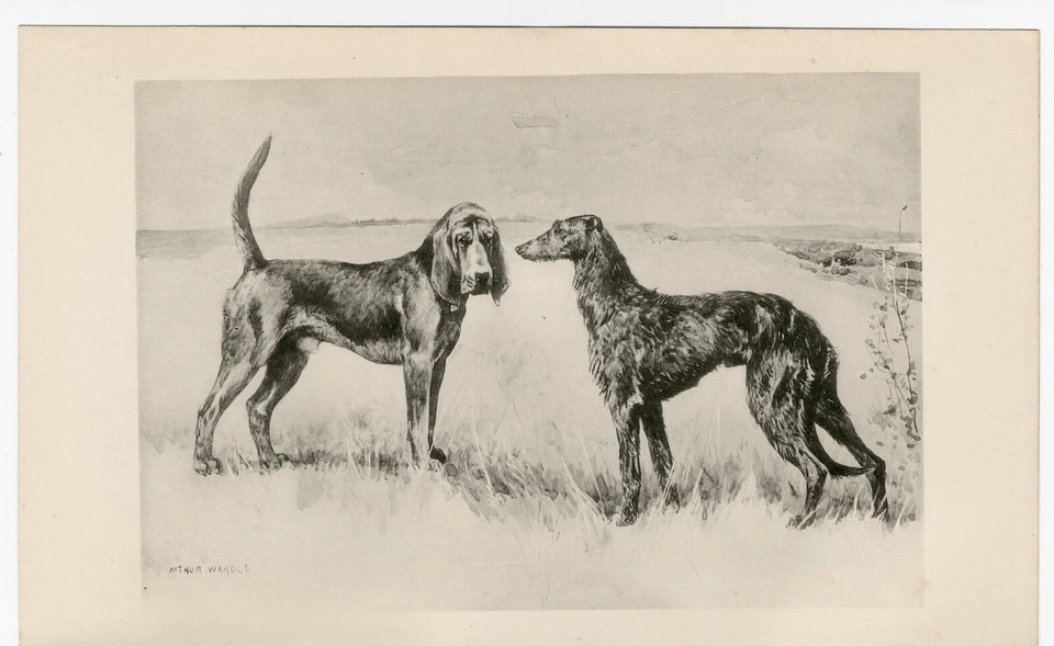 DEERHOUND & BLOODHOUND RARE 1897 ANTIQUE DOG ART PRINT Artist ARTHUR WARDLE - Image 1 of 1