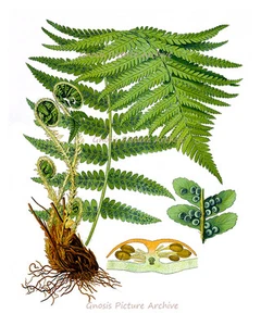 Fern Art Print #8 Home decor wall art Botanical Wall Decor Green nature Fern art - Picture 1 of 1